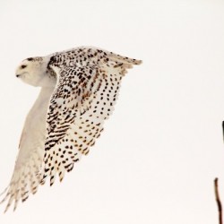 Snowy Owl In Flight